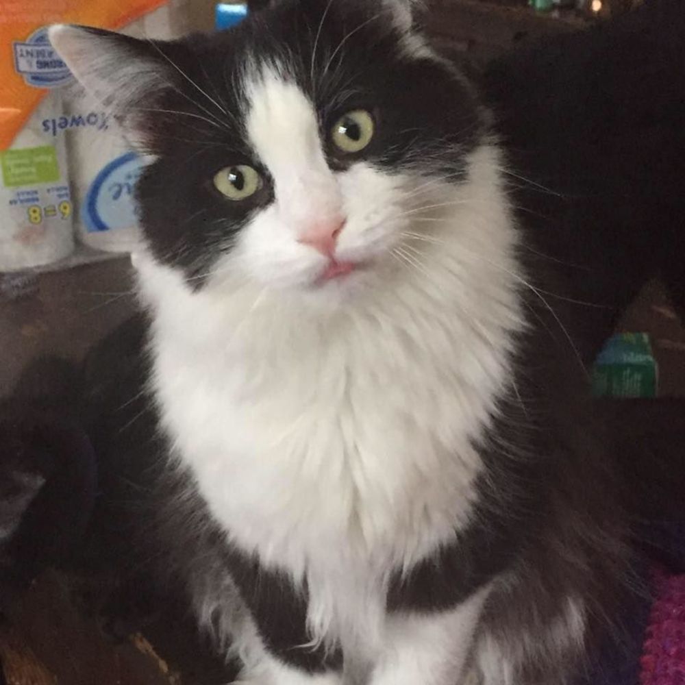 Meet your Posher, Maggie